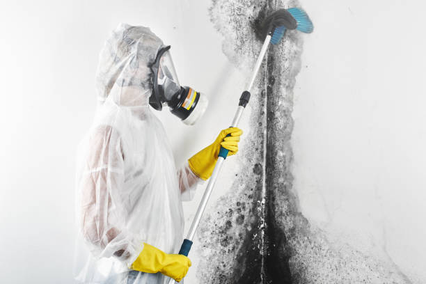 Best Real Estate Mold Inspection  in Leisure Village West, NJ