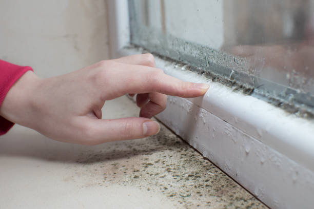 Best Basement Mold Removal  in Leisure Village West, NJ