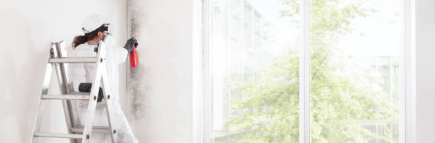 Best Attic Mold Removal  in Leisure Village West, NJ
